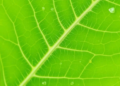 Deep Learning Model Reaches 98.39% Accuracy in Cotton Leaf Disease Classification