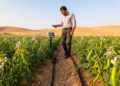 Stage-based irrigation raises chickpea yields in arid Türkiye