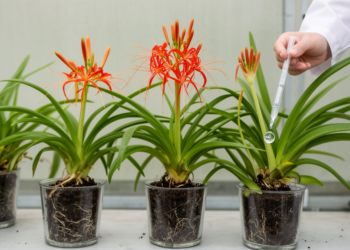 GA3 promotes flowering in golden spider lily in experimental plant study