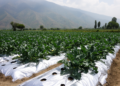 Silver mulch led broccoli yield in one-season Kashmir field trial