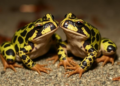 Past Chytrid Infection Leaves Harlequin Toads More Vulnerable, Not Resistant, to Re-infection