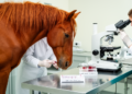 Blood-cell assay fails to distinguish gastric ulcers in experimental horse study