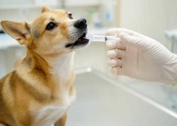 Oral Fluralaner Clears Screwworm Infestations in Dogs