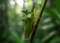 Singapore's treehoppers get their first full species census in over a century, revealing 52 species