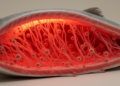 Temperature Drives Fish Spoilage via Protein and Microbial Shifts