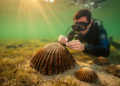 French lagoon harbors a genetic lifeline for the collapsing Mediterranean fan mussel