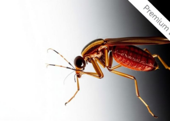 Molecular Tests Reshape Diagnosis of Leishmaniasis, Review Finds