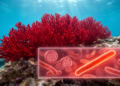 Red coral metagenomes reveal novel spirochete lineage and pigment-making bacteria