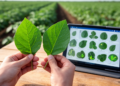 Potato Leaf AI Study Reveals Visual Similarity Is Not Leaf Identity