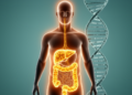 Shared Genetic Architecture Links Fat Distribution, Ectopic Lipid Buildup and Metabolic Aging