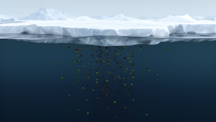 Sea ice supplies carbon equal to 14.7% of ice-edge phytoplankton production