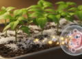 Spermidine and CaSPDS gene sustain salt tolerance in pepper seedlings