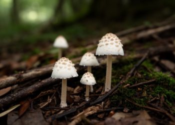Four New Lepiota Mushroom Species Uncovered in Hebei Province, China