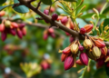 Mistletoe quietly drains cocoa trees of key nutrients, Ghana study reveals