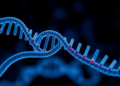 Mitochondrial DNA Copy Number Emerges as a Key Player in Cancer Progression