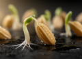 Multi-omics maps carbon metabolism's staged handoff as rice seeds germinate