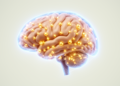 Nine Genes Tied to Cognitive Performance Across Cortical and Subcortical Brain Tissues