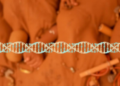 DNA Fingerprinting Gets a Local Upgrade: 24 STR Markers Profiled in India's Santhal Community