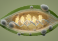 Apple's C3H Zinc Finger Genes Emerge as Candidate Switches Against Fungal Disease