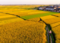 New 30-Meter Maps Reveal China's Maize Production Field by Field