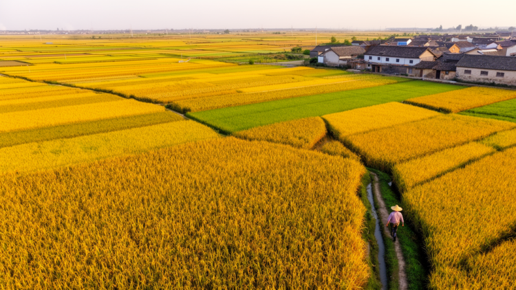 New 30-Meter Maps Reveal China's Maize Production Field by Field