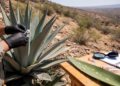 Two New Fungal Species Discovered on Agave Leaves in China's Dry-Hot Valleys