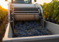 Engineers Build a Gentler Machine That Cuts Whole Wine Grape Clusters With Less Damage