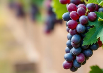 Biodegradable Nanoparticles Boost Grape Yields by Shielding a Fragile Plant Hormone