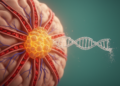 Gene Loss Drives Blood Vessel Growth in Aggressive IDH-Mutant Astrocytoma