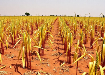When Rain Falls Matters More Than How Much: New Index Tracks Drought Risk in Sudan's Sorghum Belt