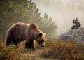 Brown Bears in Türkiye Carry Parasites With One Health Implications