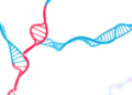 Genes and Epigenetics Converge to Explain Sudden Cardiac Death Without Family History