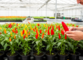 G25 tops ornamental cayenne lines in agronomic and consumer evaluation