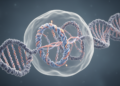 Cohesin reorganizes stressed DNA replication sites to protect genome stability