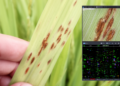 Multi-scale AI model improves rice blast severity assessment