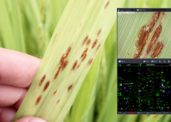 Multi-scale AI model improves rice blast severity assessment