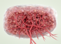 Tumor vessel patterns linked to survival in colorectal cancer