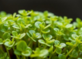 Chloroplast Genomes Reveal How Polyploidy Shapes Alfalfa's Wild Cold-Hardy Relative