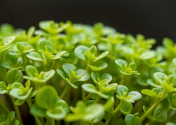 Chloroplast Genomes Reveal How Polyploidy Shapes Alfalfa's Wild Cold-Hardy Relative