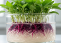 Hairy-root perilla yields more shikonin and comparable luteolin
