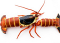 Gut Bugs and Isotopes Reveal the Secret Diet of the Norway Lobster
