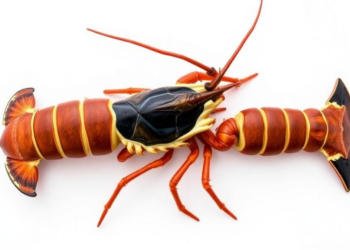 Gut Bugs and Isotopes Reveal the Secret Diet of the Norway Lobster