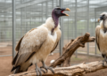Captive Rüppell’s vultures display extensive, graded vocal repertoires