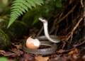New white-throated egg-eating snake described from Ethiopia’s forest