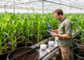 Hybrid model improves maize yield estimates in controlled phosphorus experiments