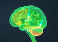 Smart Hydrogel Brain Interface Gives Surgeons a Real-Time Damage Warning During Neurosurgery