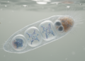 Bdelloid rotifers repair chromosomes across generations