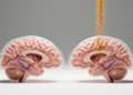 Prenatal iron deficiency alters mouse brains despite later iron supplementation