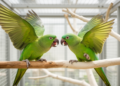 Monk parakeet aggression shows no major sex-based difference