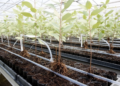 Treated oilfield wastewater supports Eucalyptus rooting in nursery trial